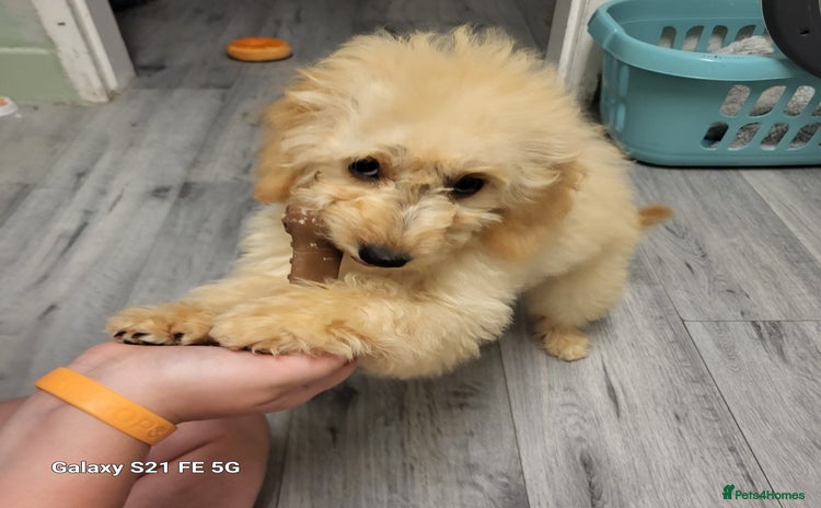Goldendoodle dogs - Advert 1