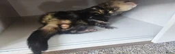 Ferret rodents for sale: 1/2 year hob i believe un neutered. in Milton Keynes - Advert 6