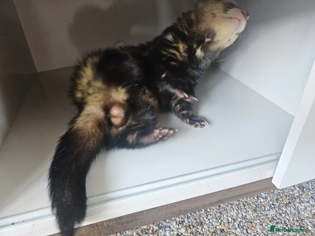 Ferret rodents for sale: 1/2 year hob i believe un neutered. in Milton Keynes - Advert 6