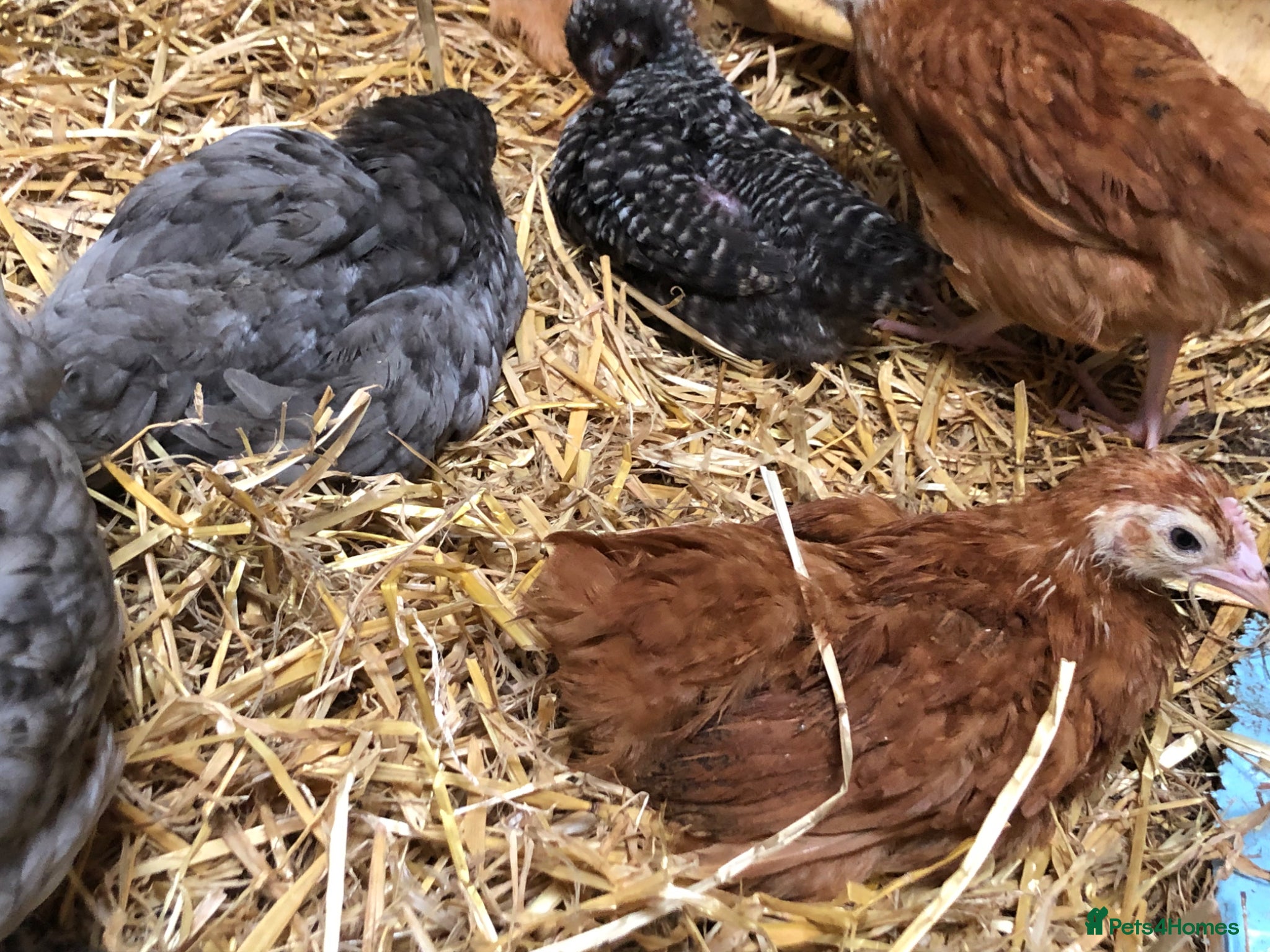 Chickens poultry Happy healthy pullets. - Advert 2