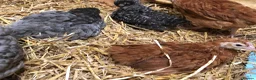 Chickens poultry for sale: Happy healthy pullets. - Advert 2
