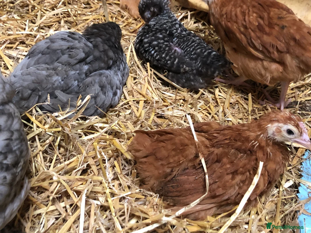 Chickens poultry for sale: Happy healthy pullets. - Advert 2