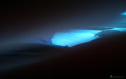 Chickens poultry for sale: Brown laying hens  - Image 1