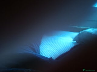 Chickens poultry - Advert 1