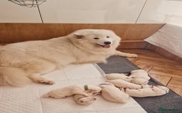 Samoyed dogs for sale: Samoyed puppies KC Registered Champions Bloodline  - Image 10