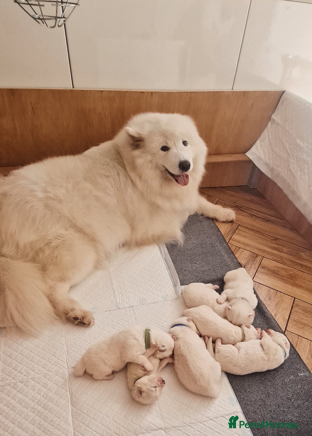 Samoyed dogs for sale: Samoyed puppies KC Registered Champions Bloodline  - Image 10