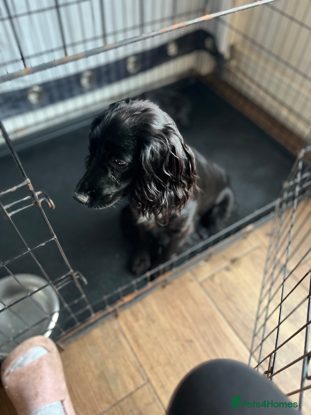 Cocker Spaniel dogs for sale: 6 adorable Cocker Spaniel pups - Image 2
