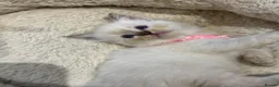 Ragdoll cats for sale: Stunning Fluffy Pure Pedigree Ragdoll Kittens - Advert 36
