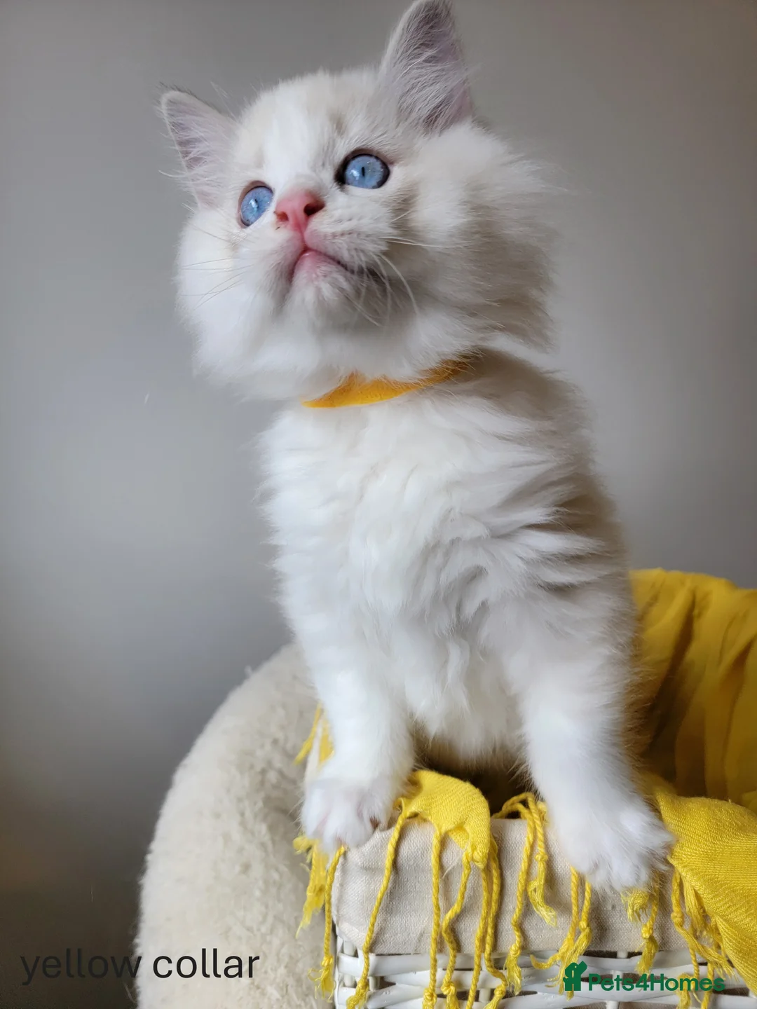 Ragdoll cats for sale: 😸Fully GCCF Certified Pedigree Ragdoll kittens💕 - Advert 4