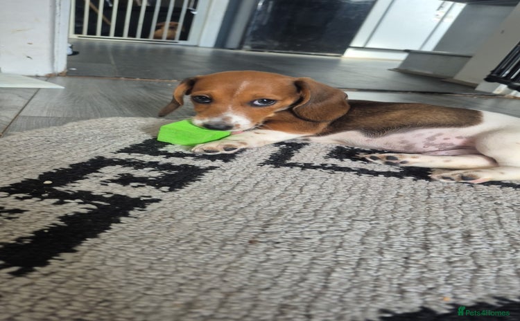 Miniature Dachshund dogs - Advert 1
