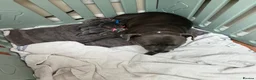 Staffordshire Bull Terrier dogs for sale: Outstanding litter of 10 KC Staffy pups blue 😍😍 - Advert 5