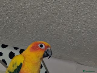 Conures birds Young sun conure - Advert 1