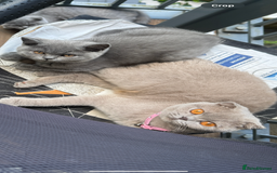 British Shorthair cats for sale: British short hair Urgent new home needed - Image 1