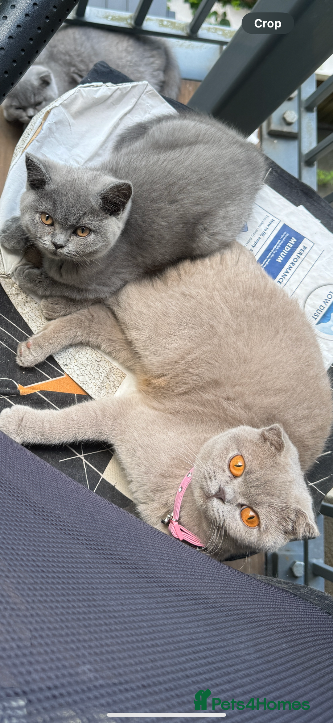 British Shorthair cats for sale: British short hair Urgent new home needed - Image 1