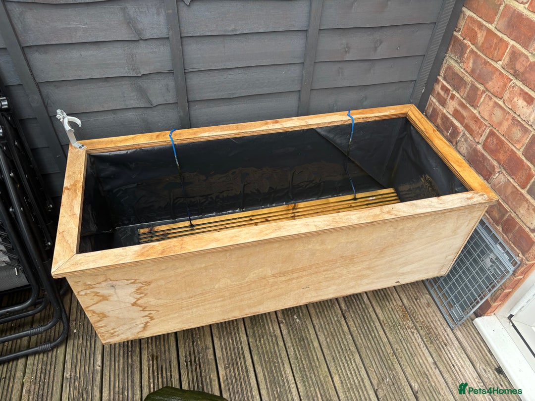 Terrapin reptiles for sale: Terrapins - Image 18