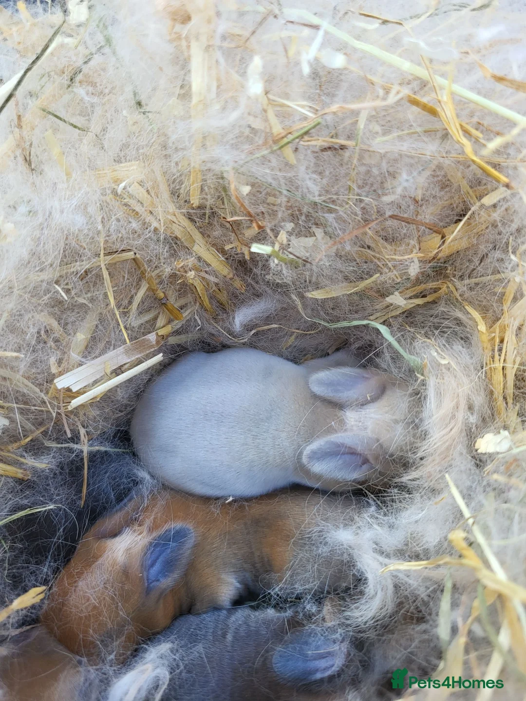 Mini Lop rabbits for sale: 5 + 2x Mini lops babies - Advert 13