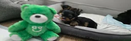 Yorkshire Terrier dogs for sale: Mini Yorkshire Terrier - Advert 3