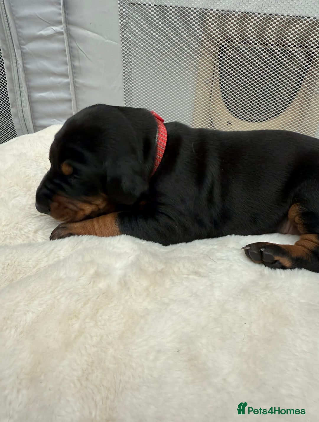 Dobermann dogs for sale: Top quality Doberman puppies  - Advert 16