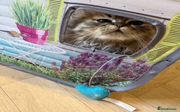 Persian cats for sale: Beautiful loving Persian Boy - Image 3