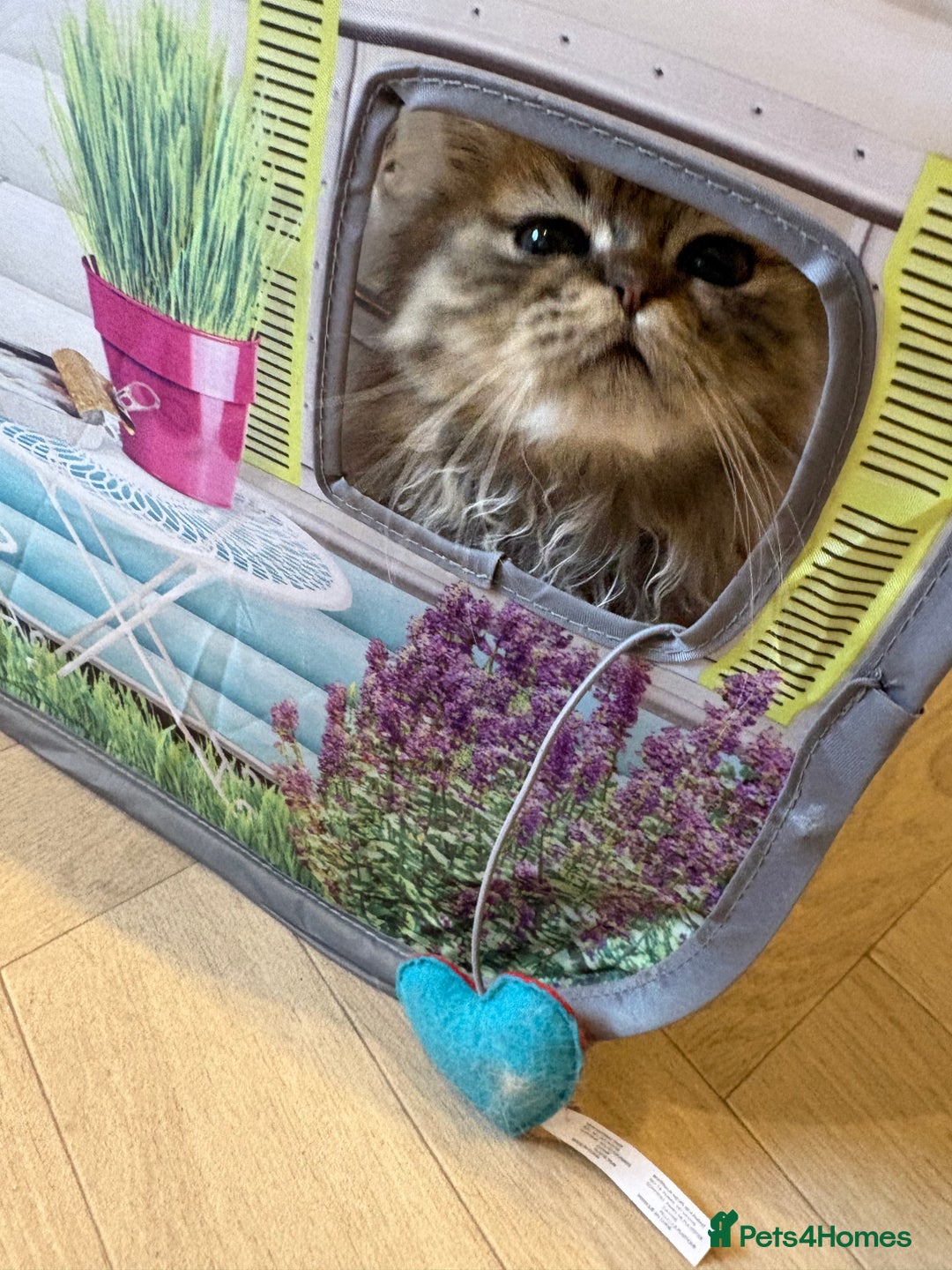 Persian cats for sale: Beautiful loving Persian Boy - Image 3