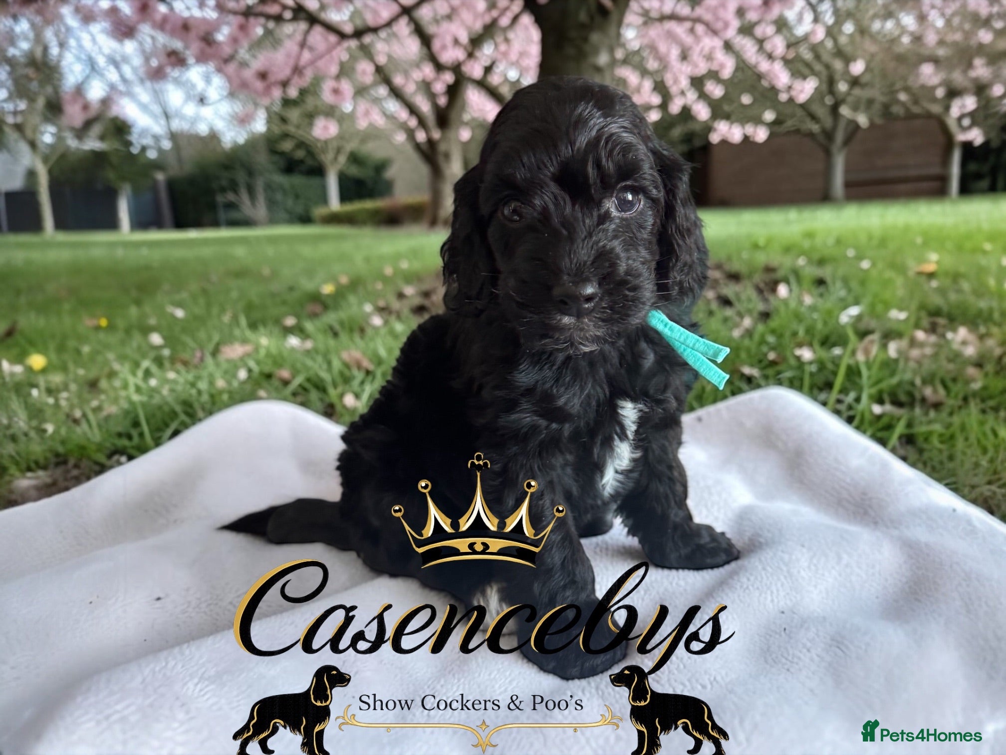 Cockapoo dogs STUNNING DNA CLEAR F1 miniature cockapoos - Advert 2