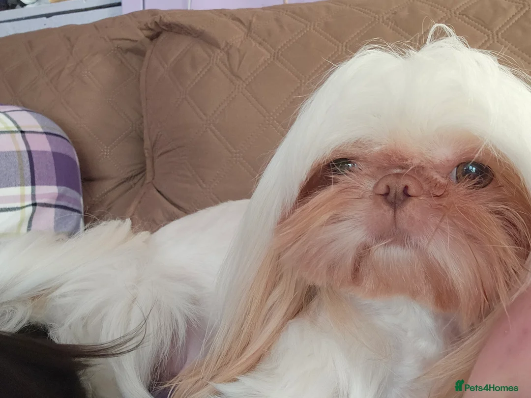 Shih Tzu dogs for sale: Stunning imperial girl - Advert 11