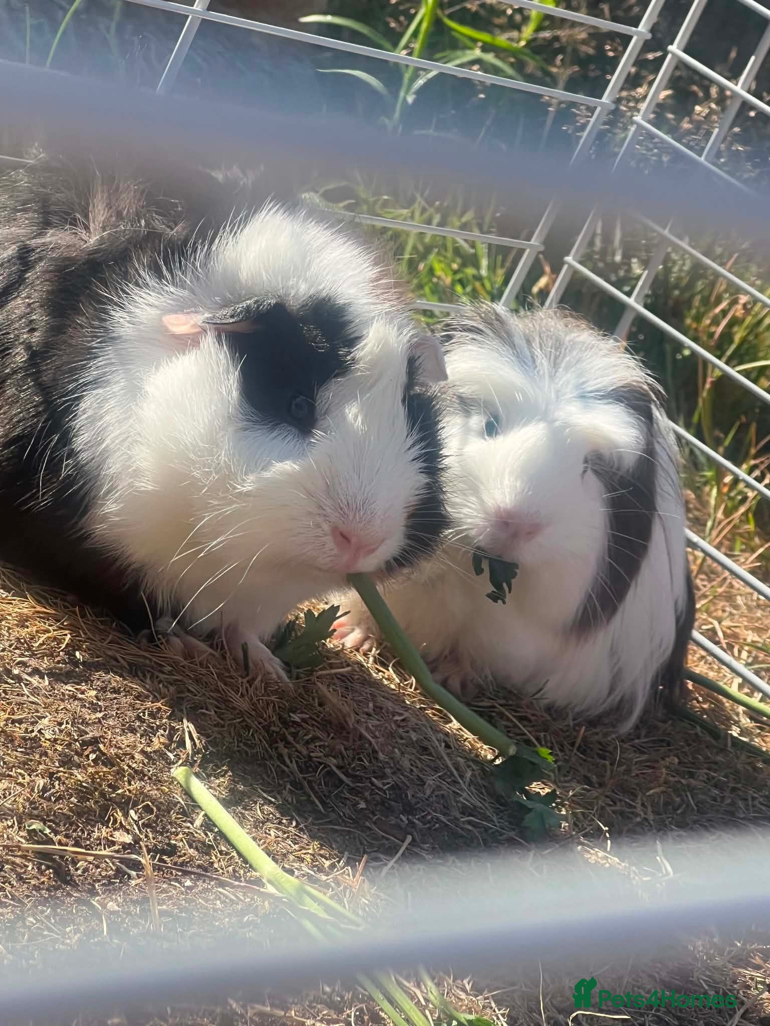 Guinea Pig rodents 2 Guinea Pigs - Advert 1