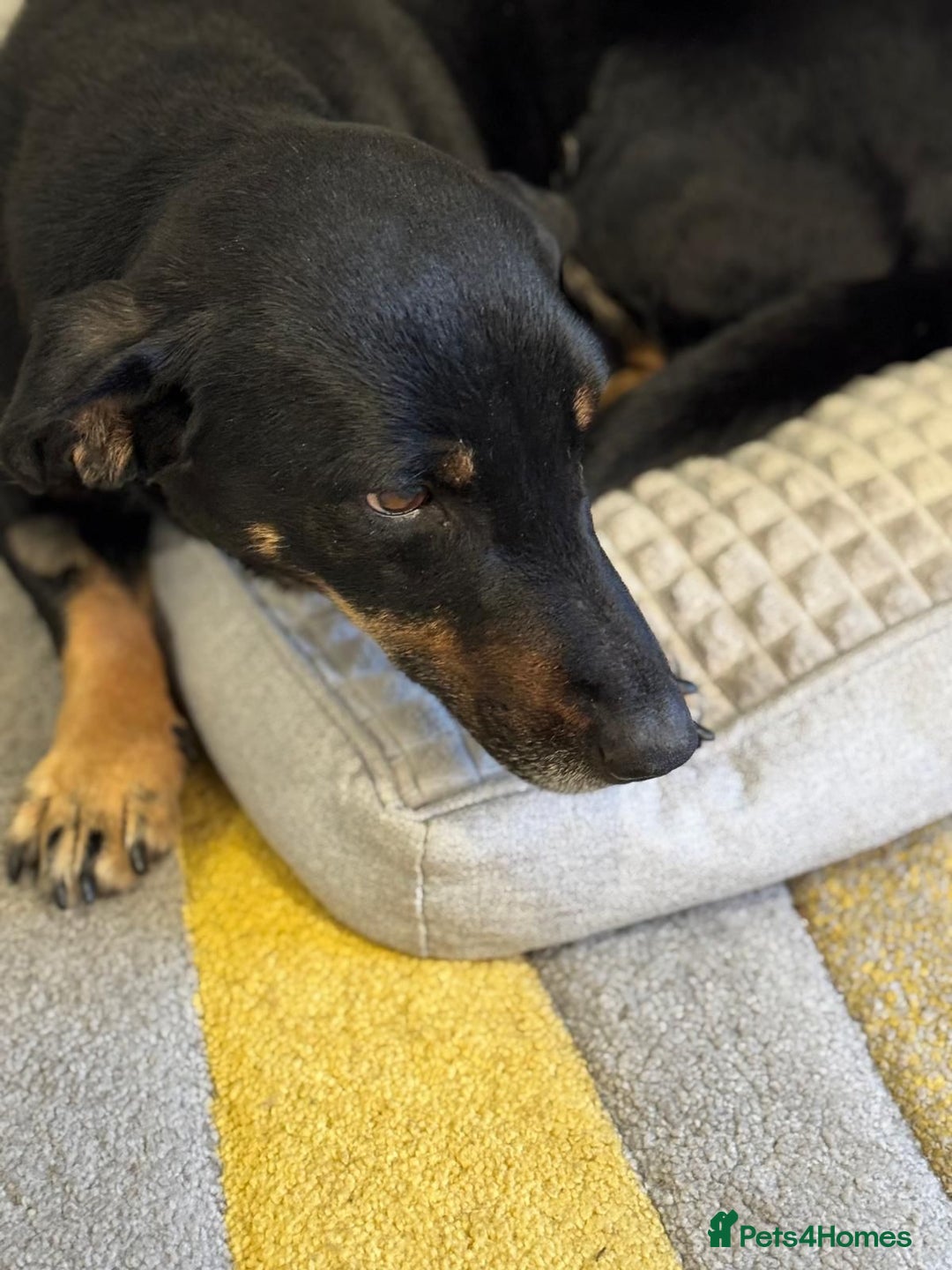 Mixed Breed dogs for adoption: Beautiful Ember looking for love - Advert 11