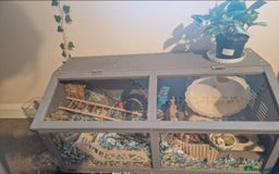 Gerbil rodents for sale: 3 gerbils & accessories for sale - Image 4