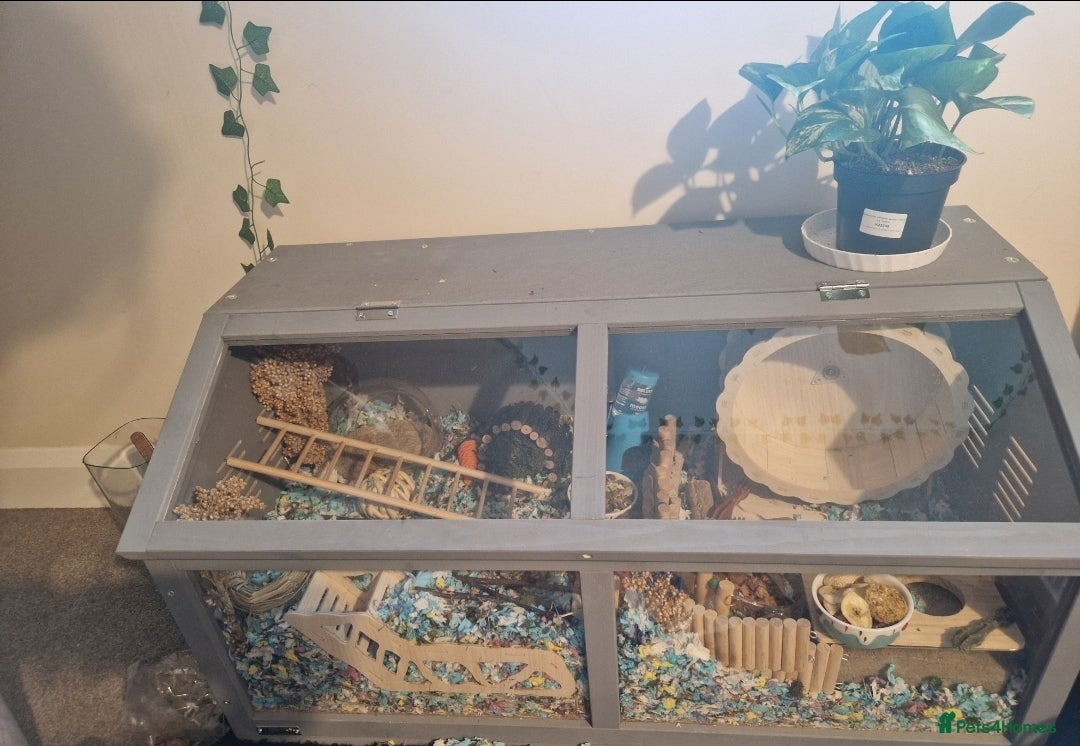 Gerbil rodents for sale: 3 gerbils & accessories for sale - Image 4