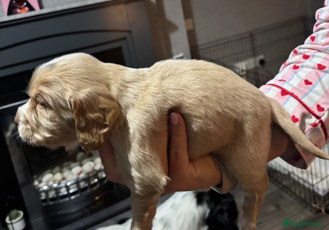 Cocker Spaniel dogs for sale: Cocker spaniel puppies for sale  - Advert 2