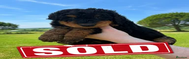 SOLD - Bernedoodle 4