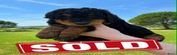Bernedoodle dogs for sale: Bernadoodle puppies for sale - 2 boys 1 girl in Romford - Advert 28