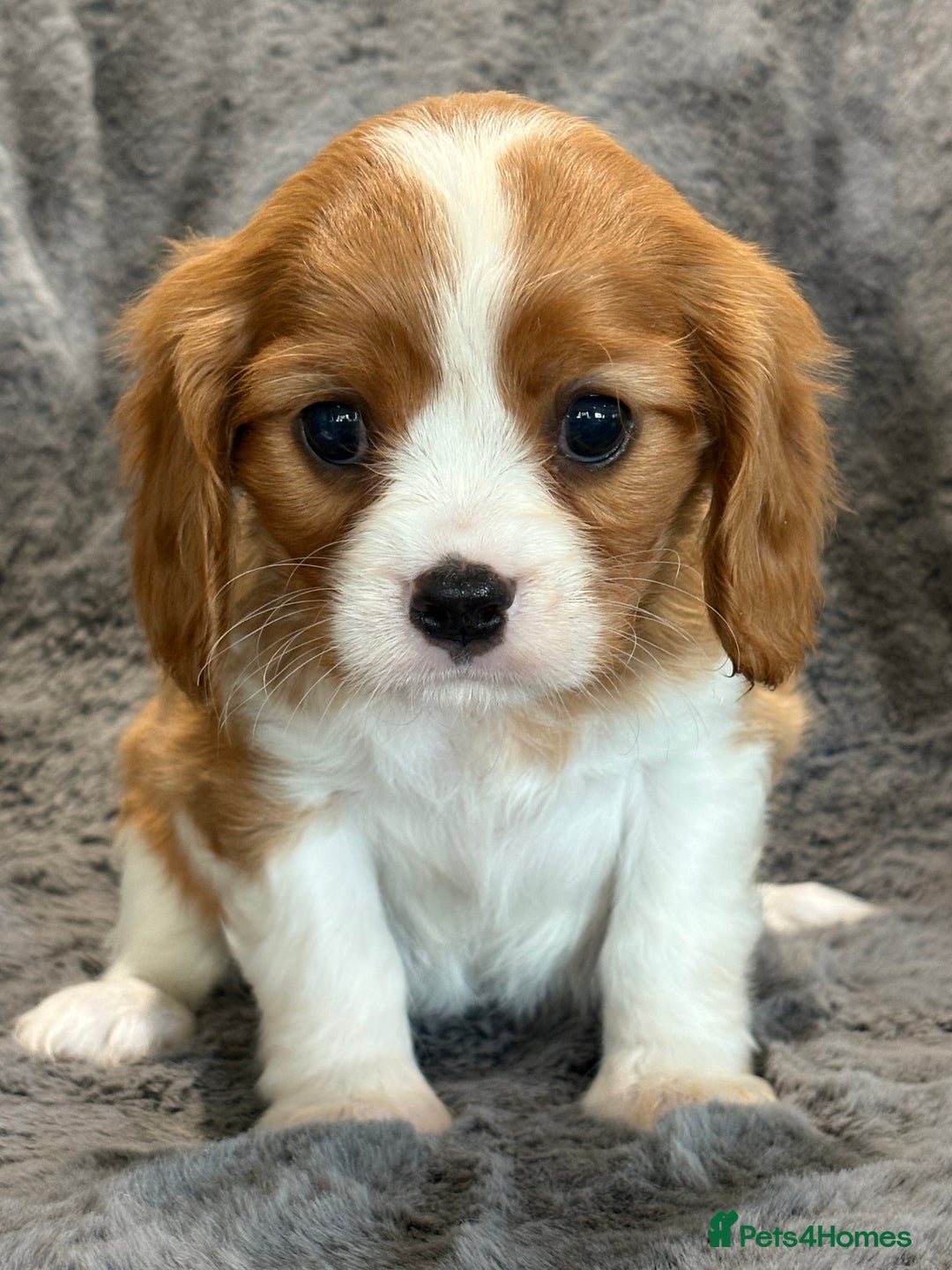 Cavalier King Charles Spaniel dogs for sale: Health Tested cavalier puppies  - Image 27