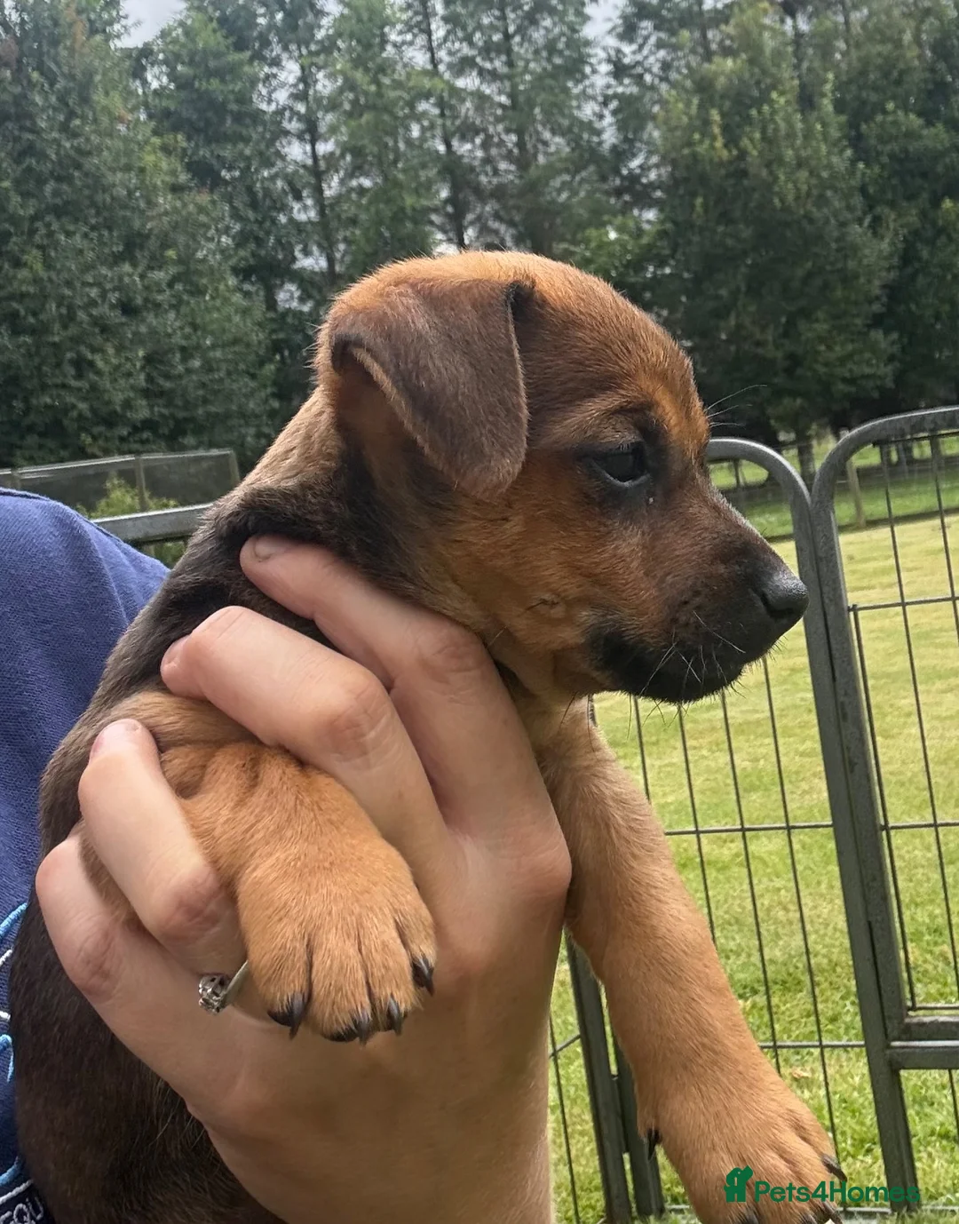 Jack Russell dogs for sale: Jack Russell puppies  in Biggar - Advert 7