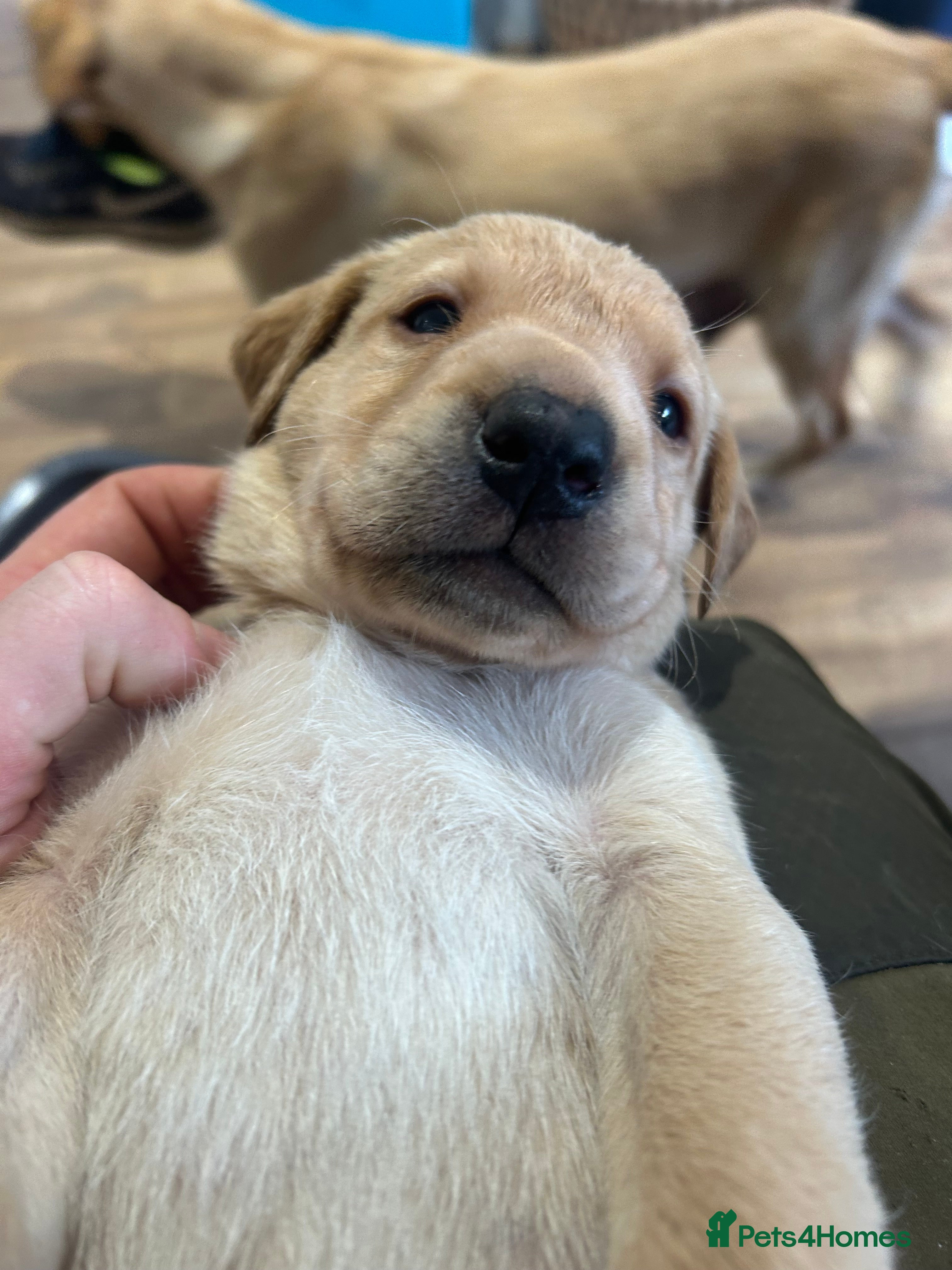 Labrador Retriever dogs KC Registered labs for sale  - Advert 13