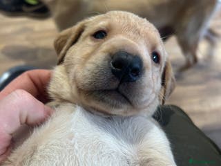 Labrador Retriever dogs KC Registered labs for sale - Advert 10