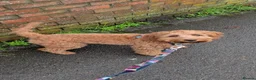 Cockapoo dogs for sale: Cockapoo  in High Wycombe - Advert 1