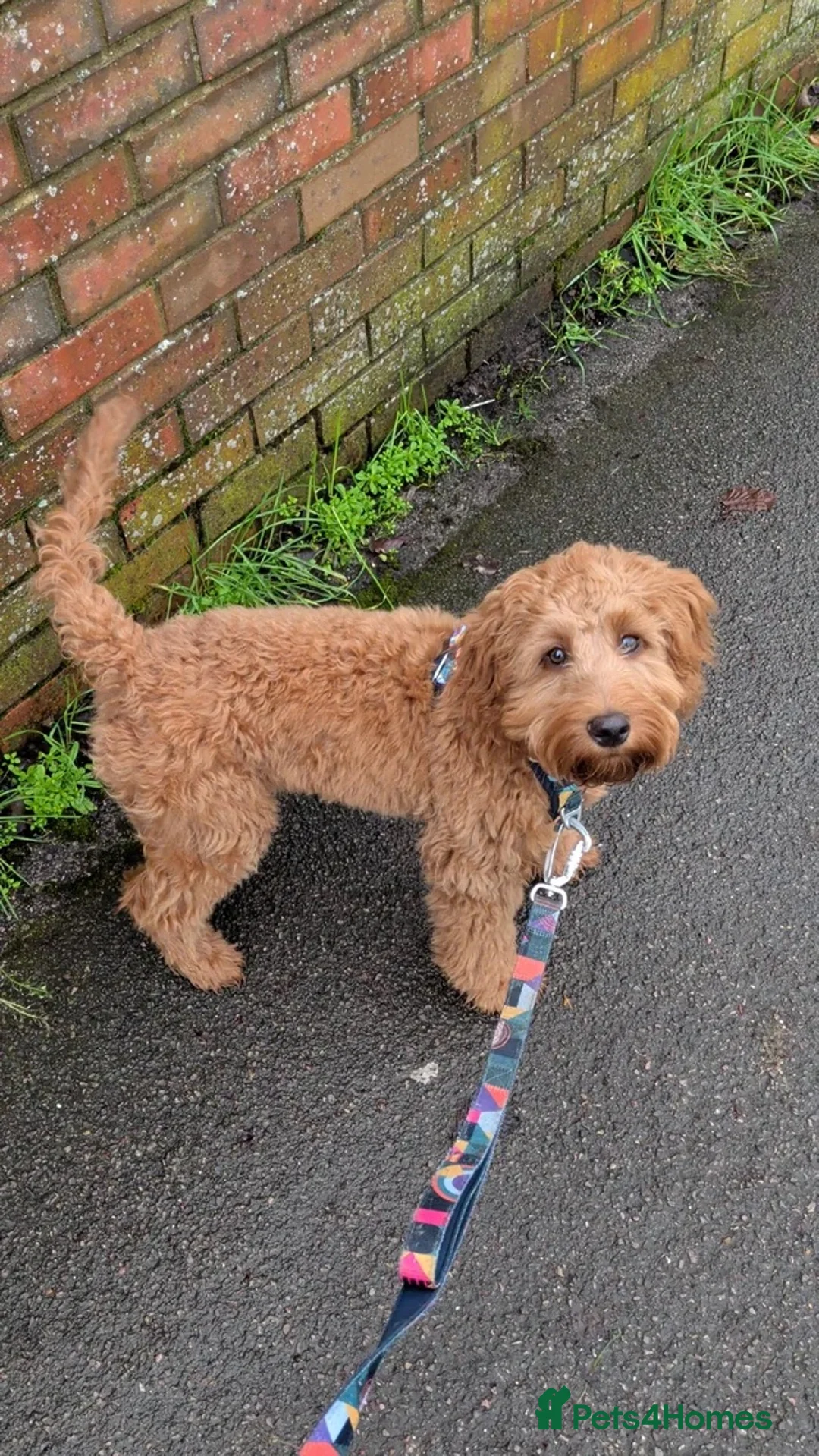 Cockapoo dogs for sale: Cockapoo  in High Wycombe - Advert 1