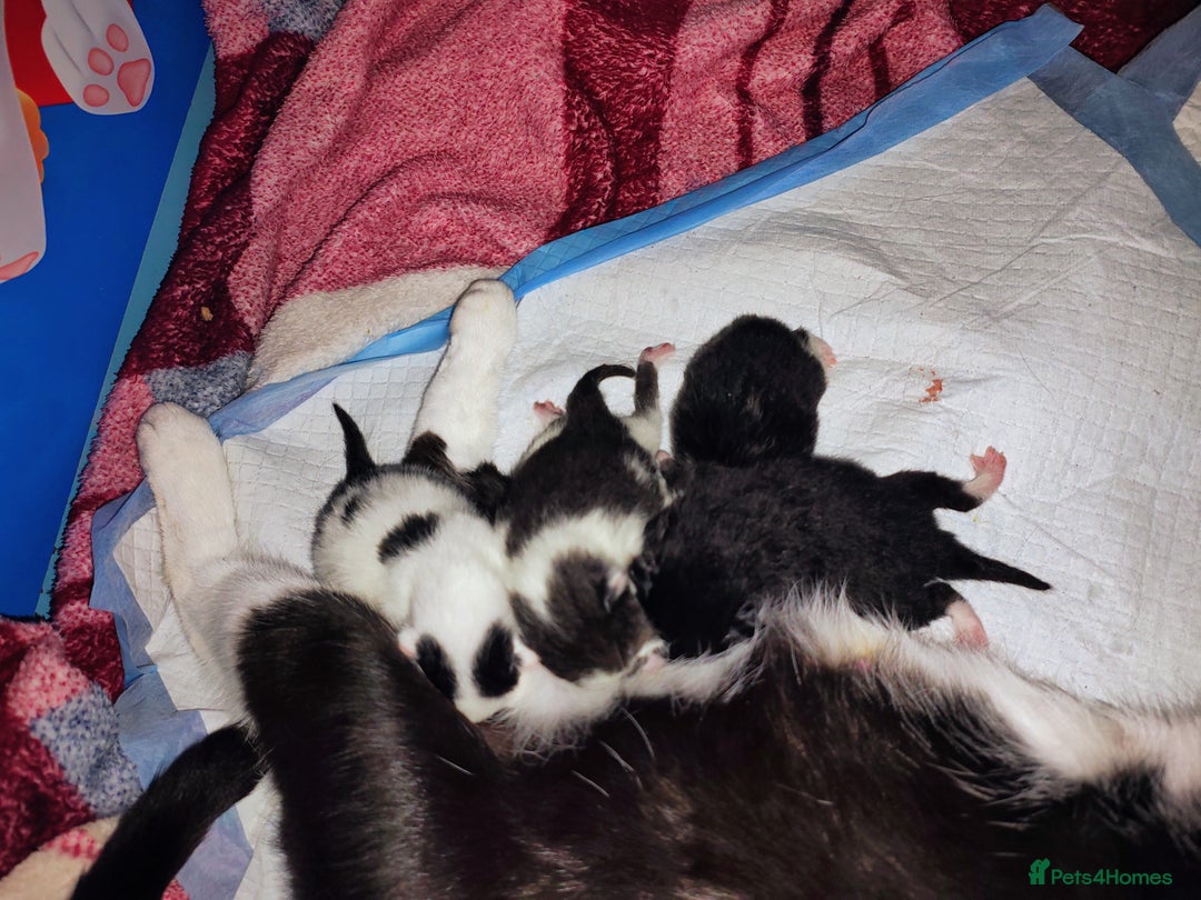Mixed Breed cats for sale: Kittens - Image 2