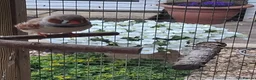 Finches birds for sale: Zebra Finches  - Advert 7