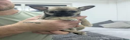 Chihuahua dogs for sale: Chihuahua puppy ,Nacho - Advert 9