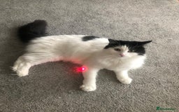 Mixed Breed cats for sale: Loving Indoor Cat Looking for a Good New Home - Image 1