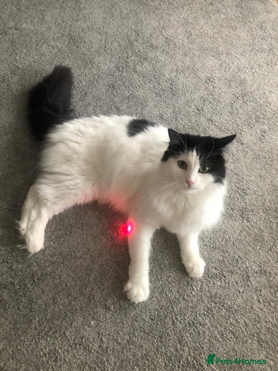 Mixed Breed cats for sale: Loving Indoor Cat Looking for a Good New Home - Image 1