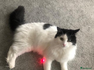 Mixed Breed cats - Advert 13