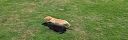 Labrador Retriever dogs for sale:  LAbrador Puppies For Sale - Advert 16