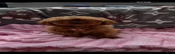 Cavapoo dogs for sale: Cavapoo - Advert 11