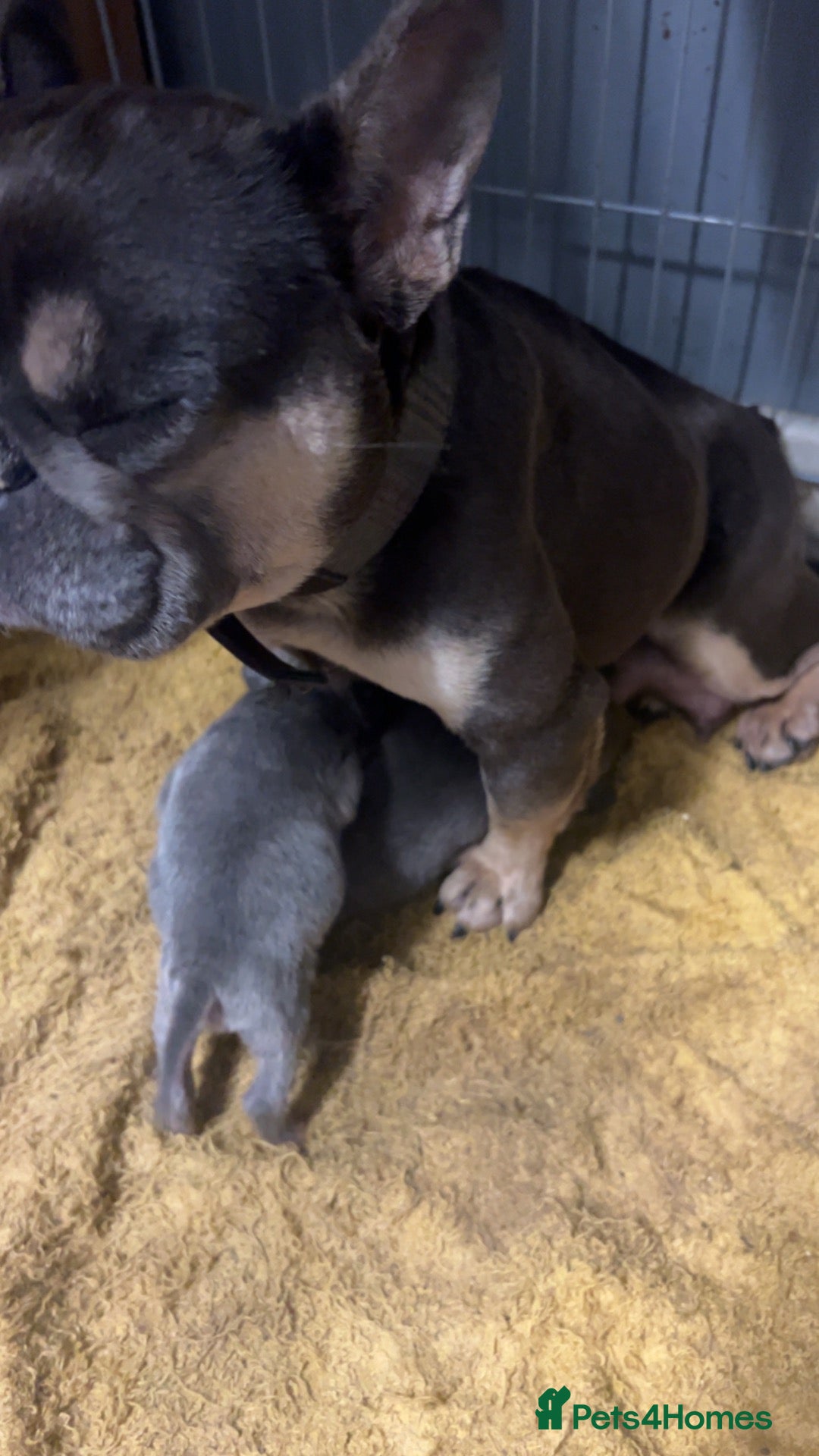 Mixed Breed dogs for sale: SPECIAL WHIPPET X FRENCHIE PUPPIES  - Advert 6