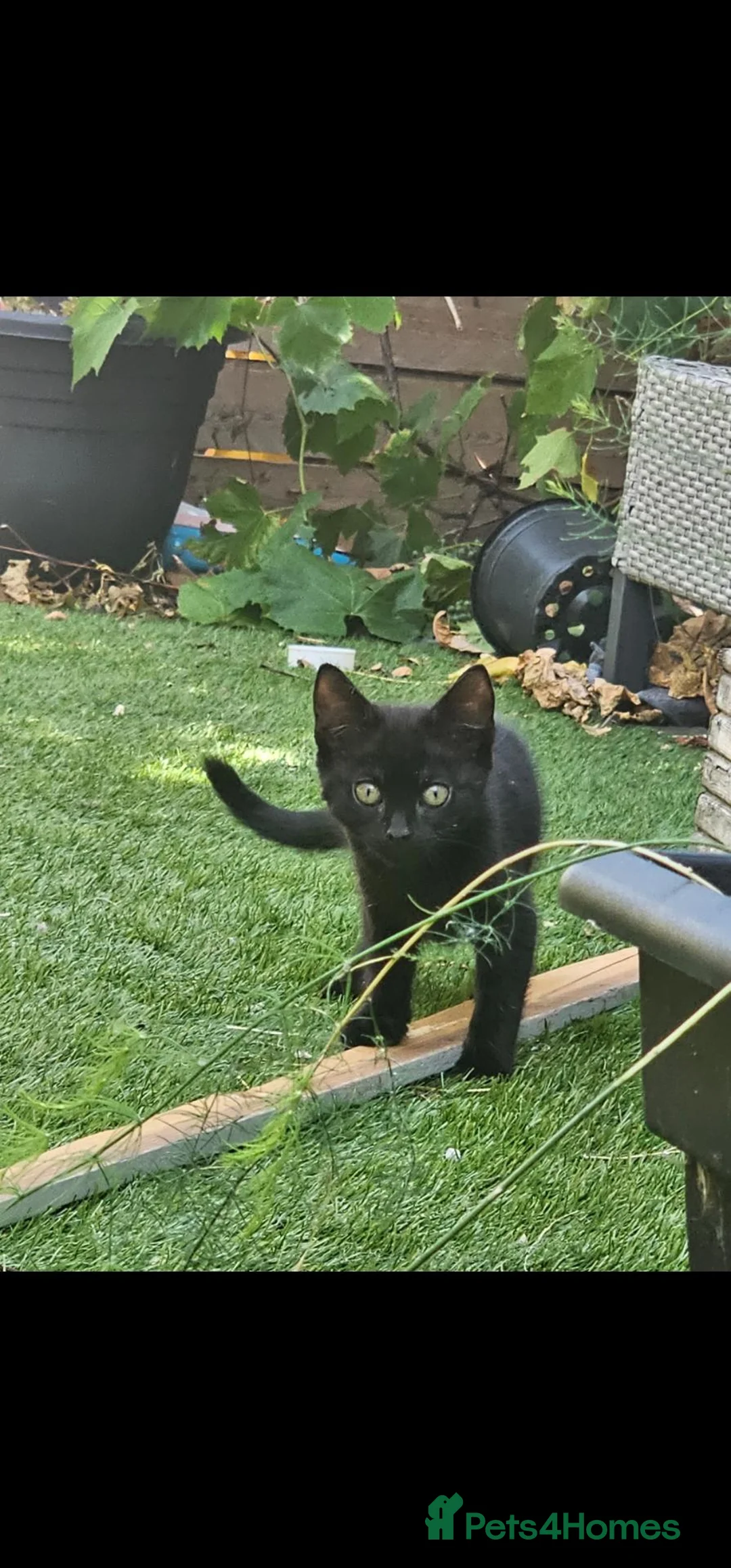 Bombay cats for sale: Beautiful Bombay Cross & Silver Tabby Kittens  - Advert 16