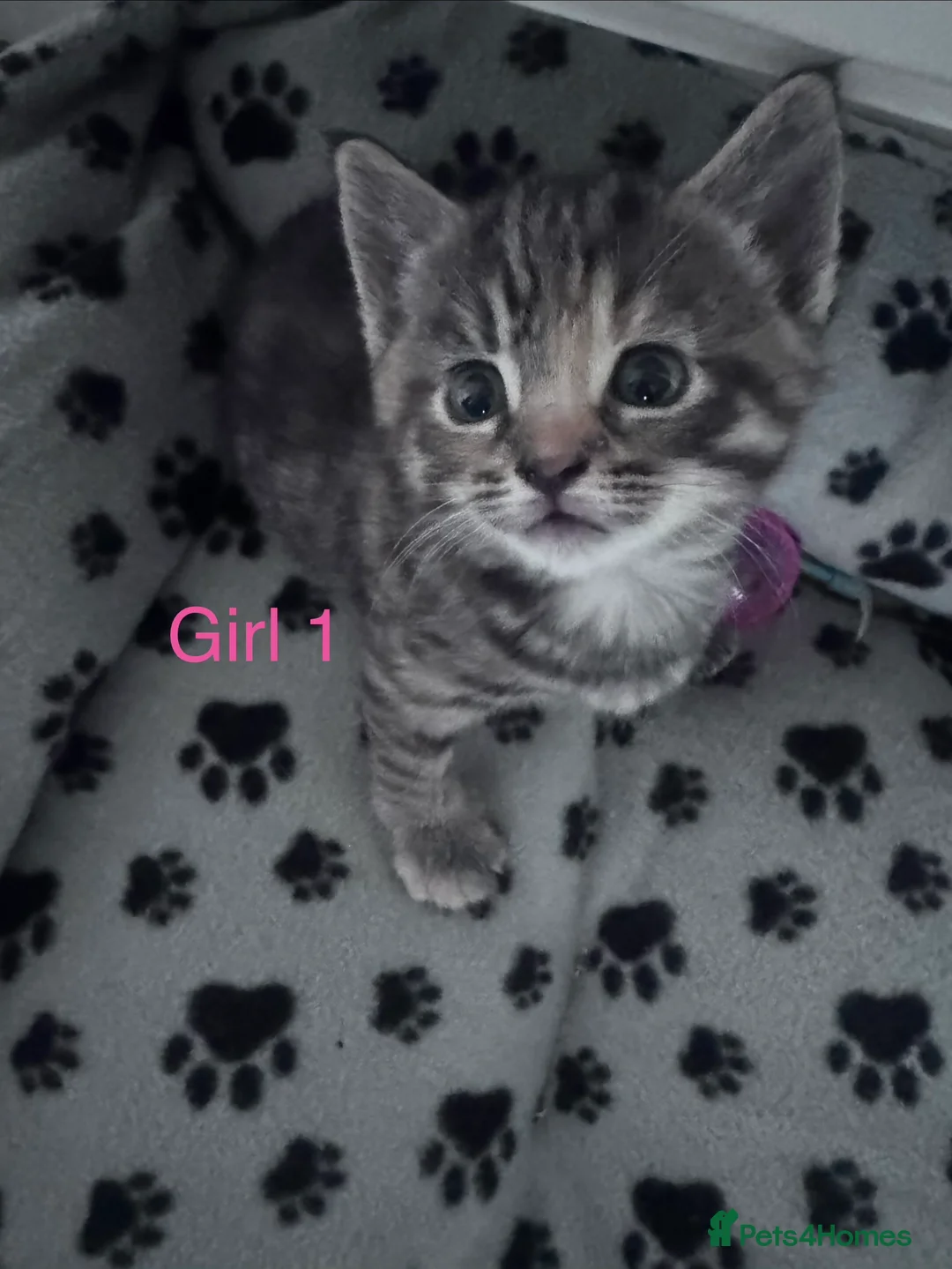 Mixed Breed cats for sale: 🌟 stunning mixed breed kittens 🌟 - Advert 2